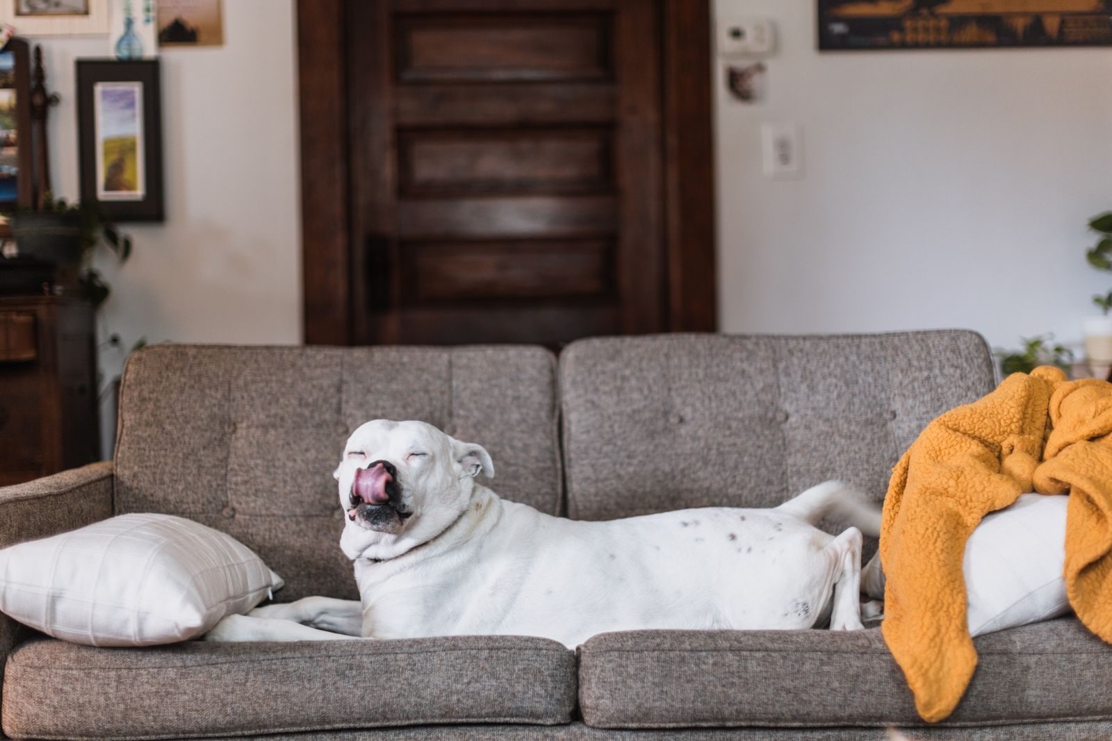 A white dog lying on a grey fabric sofa